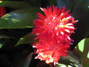 Billbergia pyramidalis 1 - HFL.JPG